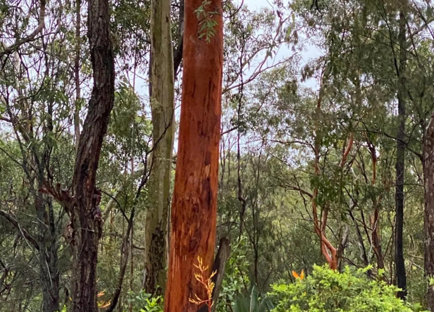 424 Trees Tiny Home Tallebudgera Guest house